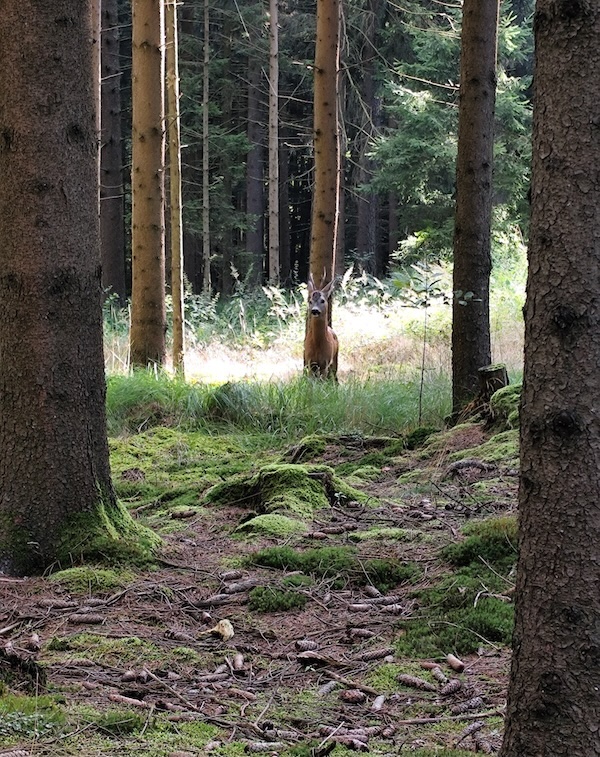 Rehbock vor Fichte